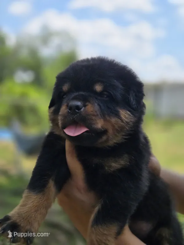 Green Male Rottweiler  – Rottweiler puppy for sale in Yanceyville, NC