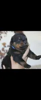 Blue Male Rottweiler , a male Rottweiler for sale in Yanceyville, NC – 1 of 8