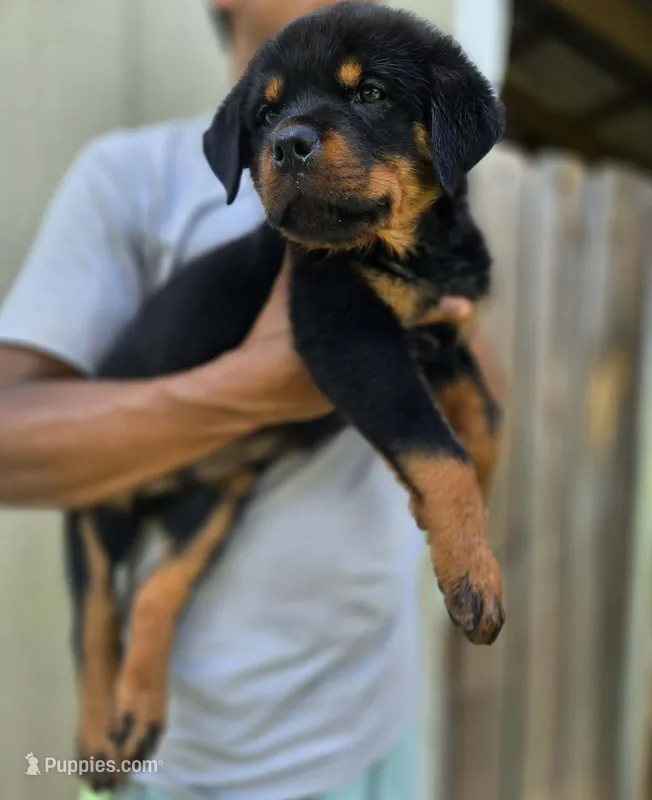Orange male  – Rottweiler puppy for sale in Yanceyville, NC