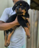 Orange male , a male Rottweiler for sale in Yanceyville, NC – 1 of 9