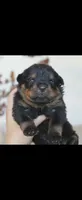 Blue Male Rottweiler , a male Rottweiler for sale in Yanceyville, NC – 2 of 8
