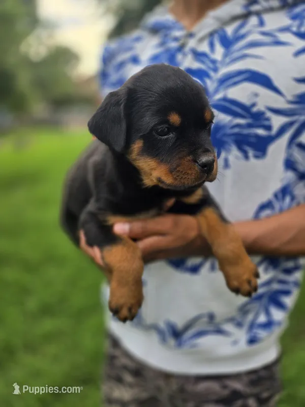 Pink female  – Rottweiler puppy for sale in Yanceyville, NC