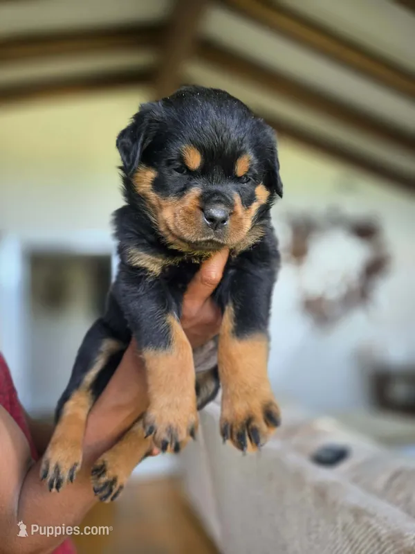Purple female Rottweiler  – Rottweiler puppy for sale in Yanceyville, NC