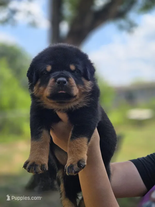 Blue Male Rottweiler  – Rottweiler puppy for sale in Yanceyville, NC