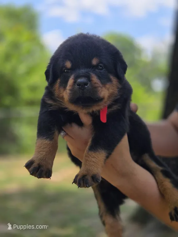 Red Female Rottweiler  – Rottweiler puppy for sale in Yanceyville, NC