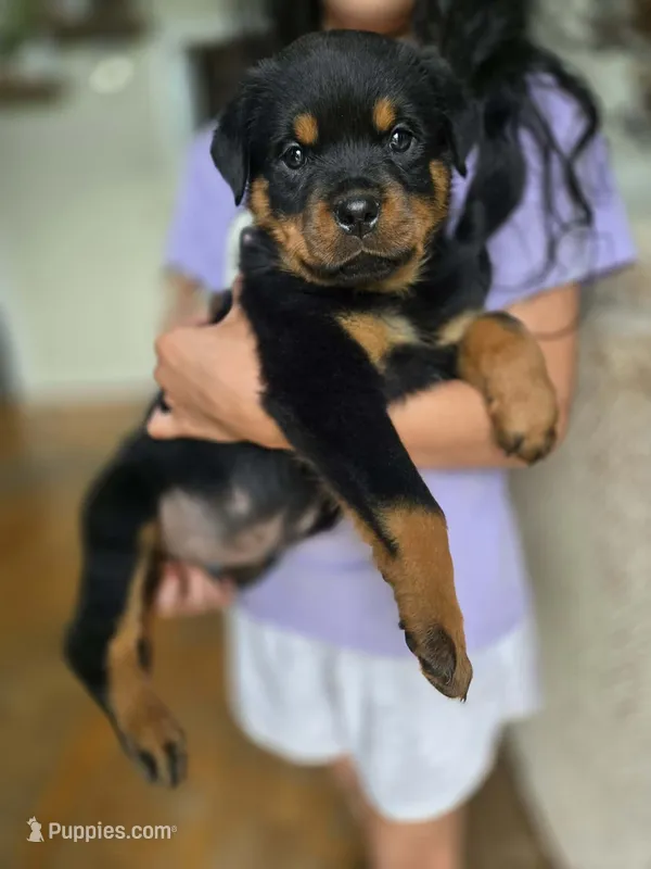 Orange male  – Rottweiler puppy for sale in Yanceyville, NC