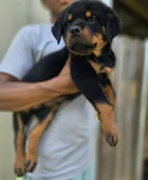Orange male , a male Rottweiler for sale in Yanceyville, NC – 5 of 9