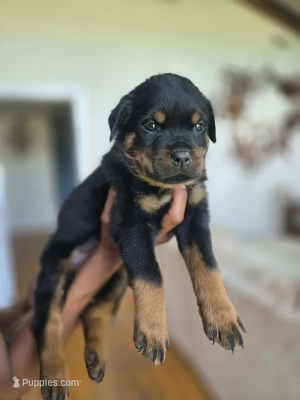 Green Male Rottweiler  – Rottweiler puppy for sale in Yanceyville, NC