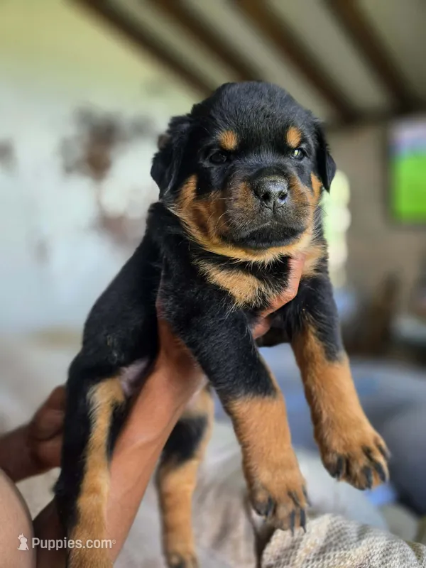 Red Female Rottweiler  – Rottweiler puppy for sale in Yanceyville, NC