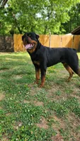 Hot pink female Rottweiler , a female Rottweiler for sale in Yanceyville, NC – 8 of 9