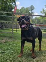 Orange male , a male Rottweiler for sale in Yanceyville, NC – 4 of 7