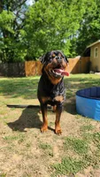 Photo of ROTTWEILER puppy