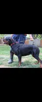 ROTTWEILER puppy, a male Rottweiler for sale in Yanceyville, NC – 5 of 6