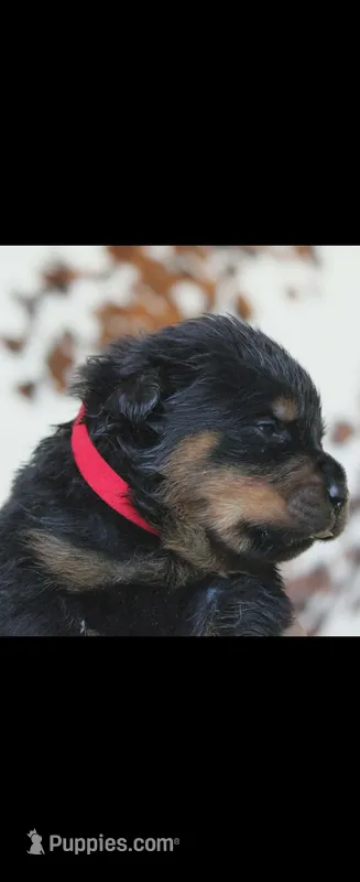 Red Female Rottweiler  – Rottweiler puppy for sale in Yanceyville, NC