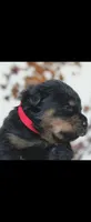 Red Female Rottweiler , a female Rottweiler for sale in Yanceyville, NC – 1 of 7