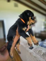 Orange male , a male Rottweiler for sale in Yanceyville, NC – 3 of 7