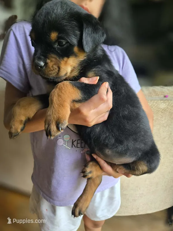 Pink female  – Rottweiler puppy for sale in Yanceyville, NC