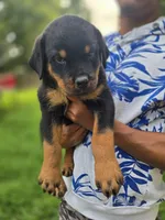 Red Female Rottweiler , a female Rottweiler for sale in Yanceyville, NC – 2 of 8