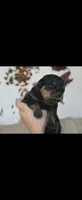 Hot pink female Rottweiler , a female Rottweiler for sale in Yanceyville, NC – 2 of 9