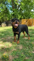 Blue Male Rottweiler , a male Rottweiler for sale in Yanceyville, NC – 6 of 8