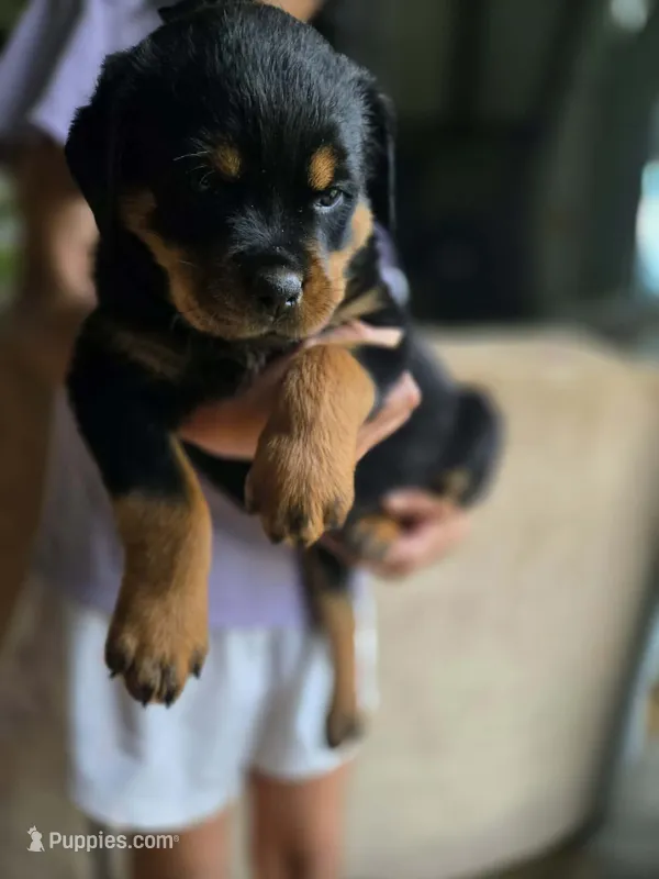 Purple female Rottweiler  – Rottweiler puppy for sale in Yanceyville, NC