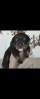 Hot pink female Rottweiler , a female Rottweiler for sale in Yanceyville, NC – 3 of 9