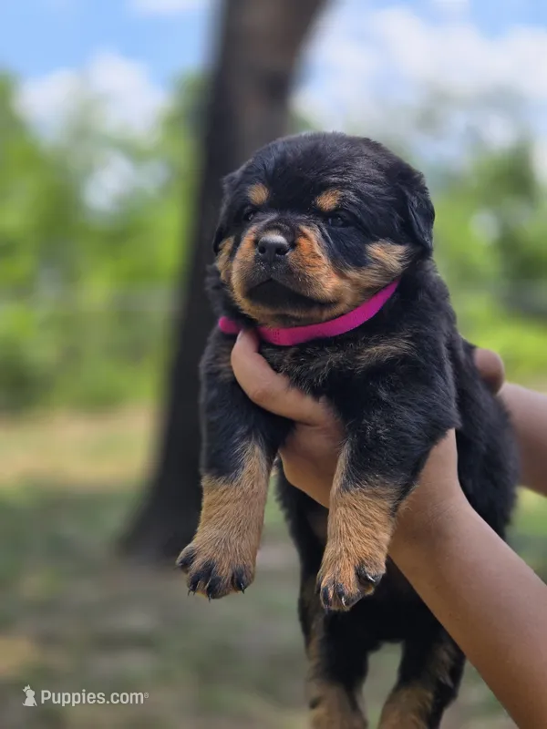Hot pink female Rottweiler  – Rottweiler puppy for sale in Yanceyville, NC
