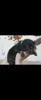 Green Male Rottweiler , a male Rottweiler for sale in Yanceyville, NC – 3 of 9