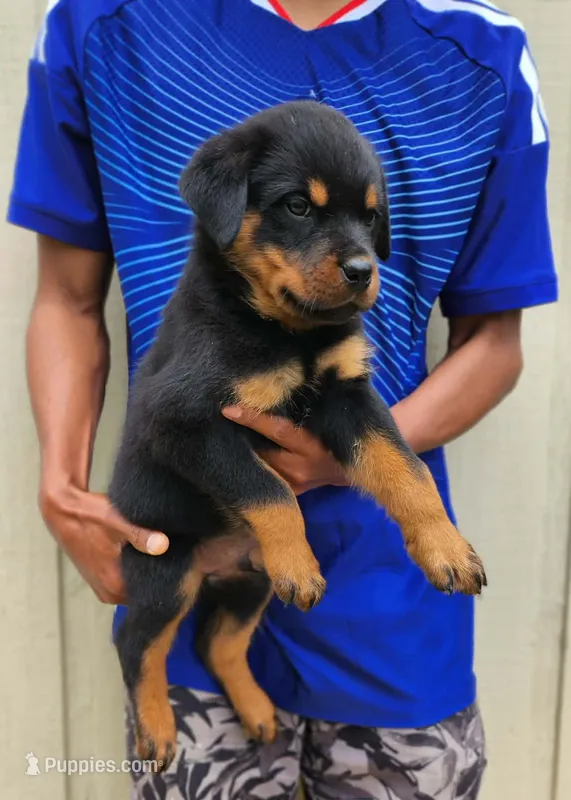 Orange male  – Rottweiler puppy for sale in Yanceyville, NC