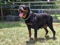 Red Female Rottweiler , a female Rottweiler for sale in Yanceyville, NC – 5 of 8