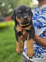 Red Female Rottweiler , a female Rottweiler for sale in Yanceyville, NC – 3 of 8