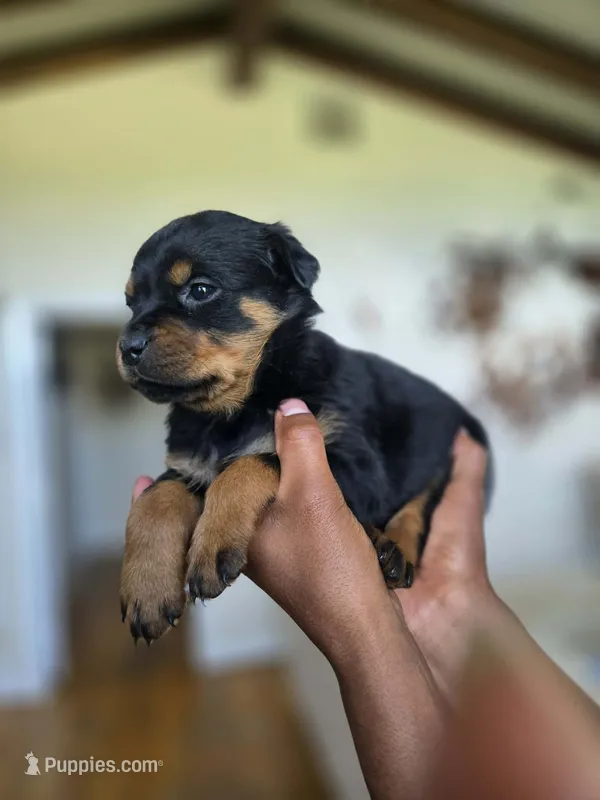 Pink female  – Rottweiler puppy for sale in Yanceyville, NC
