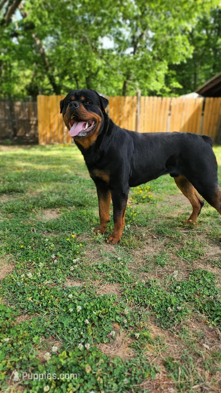 ROTTWEILER puppy – Rottweiler puppy for sale in Yanceyville, NC