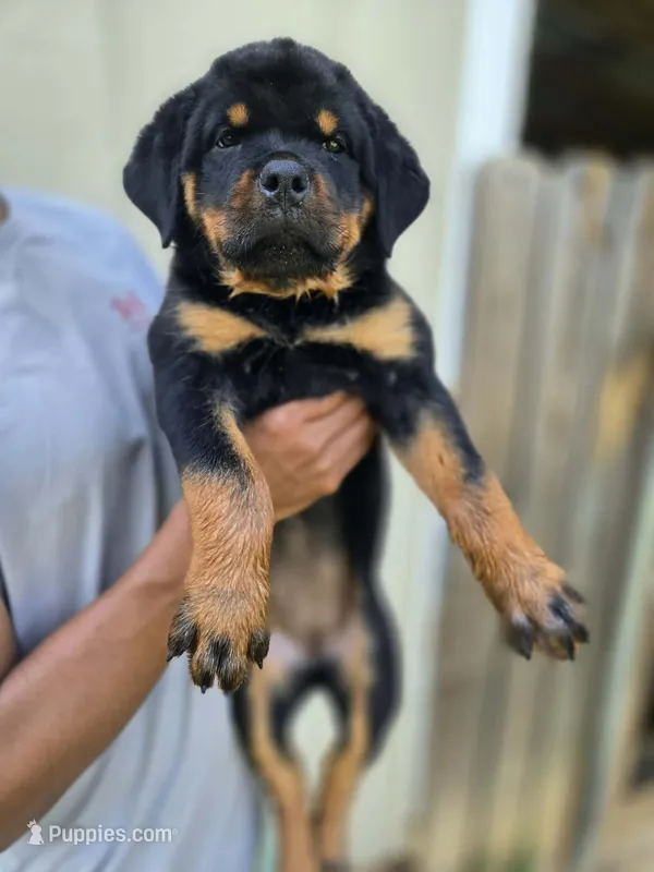 Red Female Rottweiler  – Rottweiler puppy for sale in Yanceyville, NC