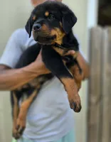 Orange male , a male Rottweiler for sale in Yanceyville, NC – 3 of 9