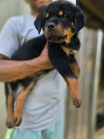 Orange male , a male Rottweiler for sale in Yanceyville, NC – 4 of 9