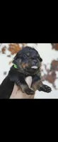 Green Male Rottweiler , a male Rottweiler for sale in Yanceyville, NC – 2 of 9