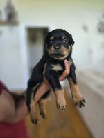 Pink female , a female Rottweiler for sale in Yanceyville, NC – 3 of 7