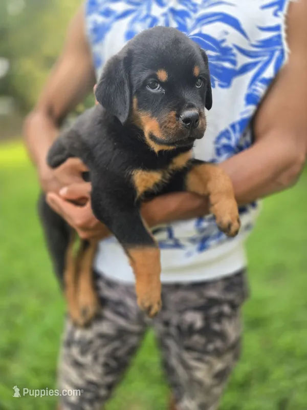 Red Female Rottweiler  – Rottweiler puppy for sale in Yanceyville, NC