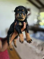 Pink female , a female Rottweiler for sale in Yanceyville, NC – 2 of 7