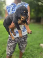 Red Female Rottweiler , a female Rottweiler for sale in Yanceyville, NC – 4 of 8