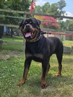Red Female Rottweiler , a female Rottweiler for sale in Yanceyville, NC – 8 of 8