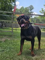 Red Female Rottweiler , a female Rottweiler for sale in Yanceyville, NC – 7 of 8