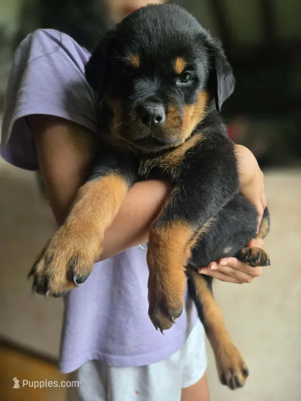 Red Female Rottweiler  – Rottweiler puppy for sale in Yanceyville, NC