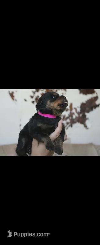 Hot pink female Rottweiler  – Rottweiler puppy for sale in Yanceyville, NC