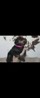 Hot pink female Rottweiler , a female Rottweiler for sale in Yanceyville, NC – 1 of 9