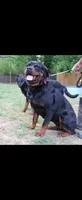 Green Male Rottweiler , a male Rottweiler for sale in Yanceyville, NC – 6 of 9
