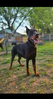 European Doberman , a  Doberman Pinscher for sale in Yanceyville, NC – Photo 2 of 3