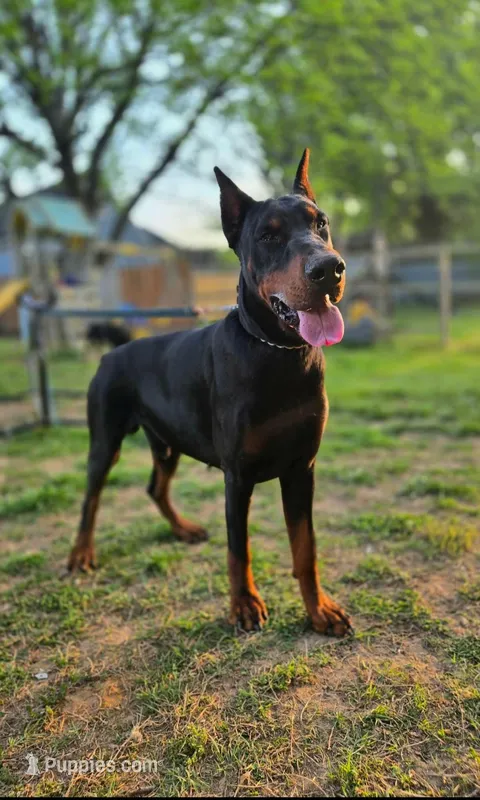European Doberman  – Doberman Pinscher puppy for sale in Yanceyville, NC