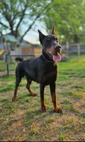 European Doberman , a  Doberman Pinscher for sale in Yanceyville, NC – Photo 1 of 3